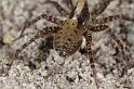 Pardosa_lugubris_D7412_Z_88_NP De Hoge Veluwe_Nederland